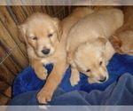 Small Photo #2 Golden Retriever Puppy For Sale in MENDOTA, IL, USA