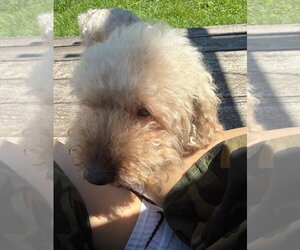 Lucky (GA) - Male Poodle (Miniature) Dog for Adoption - Photo #3