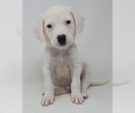 Small Borador