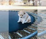 Small Photo #4 Pomsky Puppy For Sale in ALTUS, OK, USA
