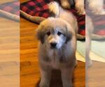 Small #1 Great Pyrenees-Pyredoodle Mix