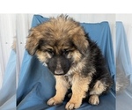 Small Photo #11 King Shepherd Puppy For Sale in PEACH SPRINGS, AZ, USA