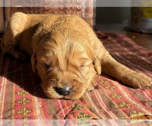 Medium Golden Retriever