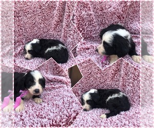 Aussiedoodle-Poodle (Standard) Mix Puppy for sale in BLOOMFIELD, MO, USA