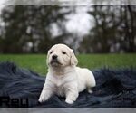 Small Photo #12 Goldendoodle Puppy For Sale in COLONIAL HEIGHTS, TN, USA