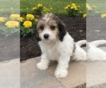 Small #3 Cavachon