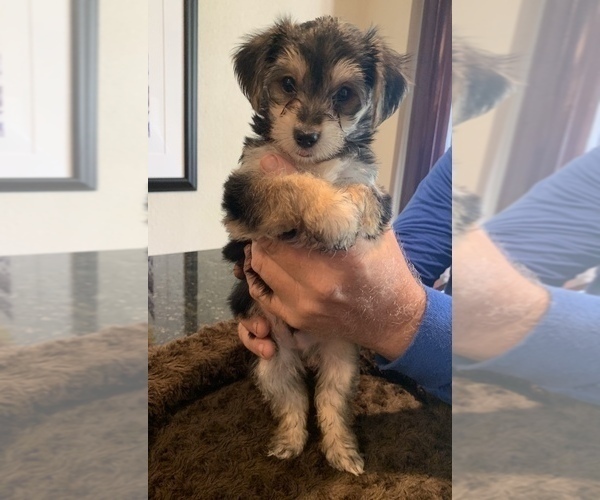 Medium Photo #5 Morkie Puppy For Sale in NEW PORT RICHEY, FL, USA