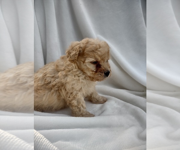 Medium Photo #1 Wapoo Puppy For Sale in SENECA FALLS, NY, USA