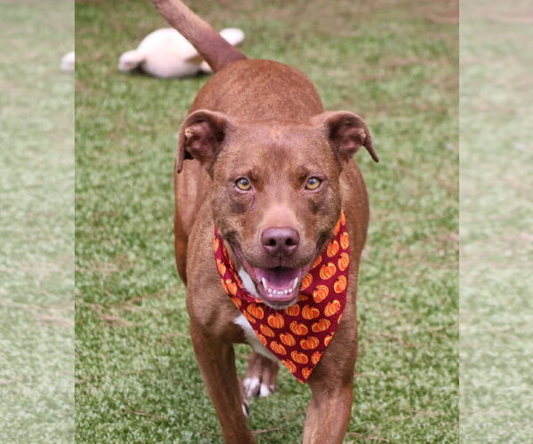 Medium Photo #3 Mutt Puppy For Sale in Rockaway, NJ, USA