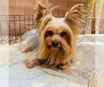 Small Photo #1 Yorkshire Terrier Puppy For Sale in LAS VEGAS, NV, USA