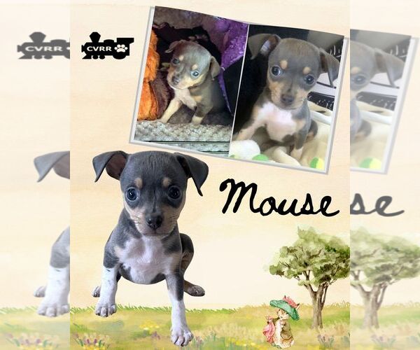 Medium Photo #1 Chihuahua Puppy For Sale in Lindsay, CA, USA