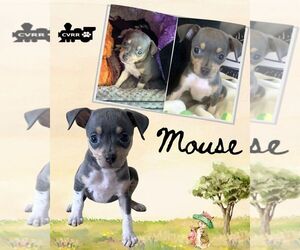 Chihuahua Dogs for adoption in Lindsay, CA, USA