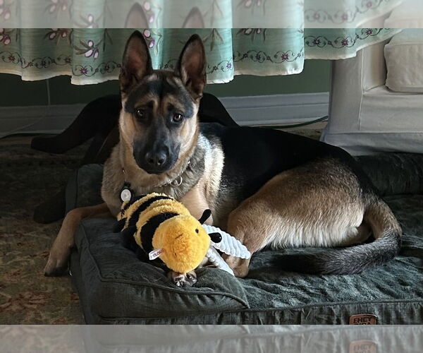 Medium Photo #3 Mutt Puppy For Sale in Marina Del Rey, CA, USA