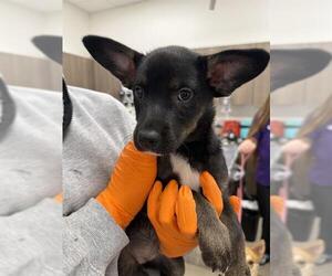 German Shepherd Dog Dogs for adoption in Baytown, TX, USA