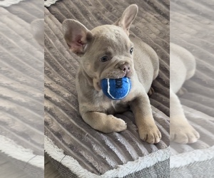 French Bulldog Puppy for sale in SAN JOSE, CA, USA