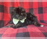 Small #6 YorkiePoo