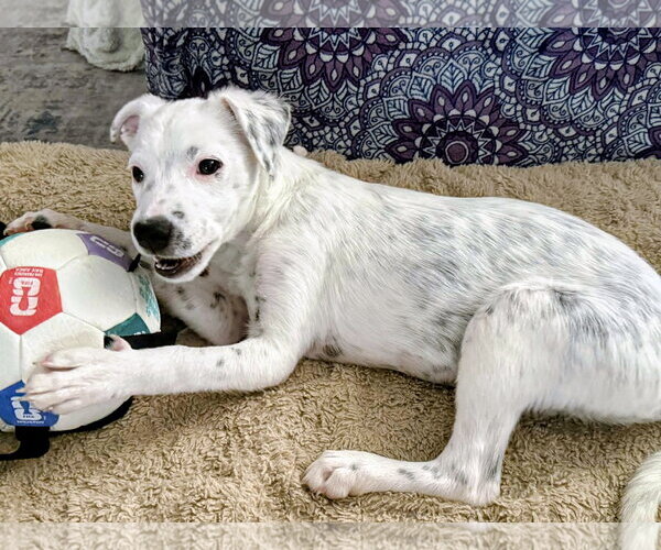 Medium Photo #11 Mutt Puppy For Sale in Sandy, UT, USA