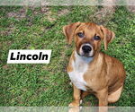 Small #1 Black Mouth Cur Mix
