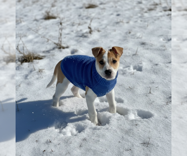 Medium Photo #2 Bulldog-Unknown Mix Puppy For Sale in MIDWAY, UT, USA