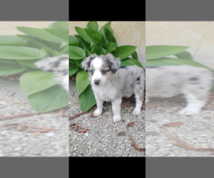 Miniature Australian Shepherd Puppy for sale in LEBANON, MO, USA