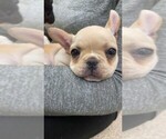 Small Photo #13 French Bulldog Puppy For Sale in PARAGON, IN, USA