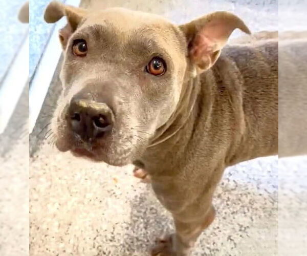 Medium Photo #2 American Pit Bull Terrier Puppy For Sale in Houston, TX, USA