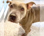 Small #1 American Pit Bull Terrier