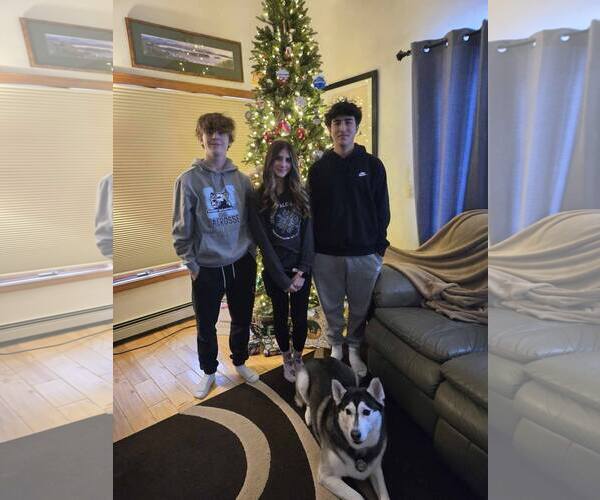 Medium Photo #3 Mutt Puppy For Sale in Shelburne, VT, USA