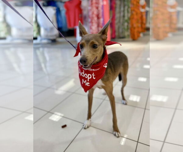 Medium Photo #2 Chihuahua-Unknown Mix Puppy For Sale in Euless, TX, USA