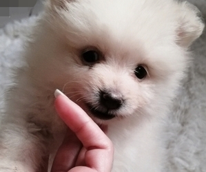 Pomeranian Puppy for sale in CHANNELVIEW, TX, USA