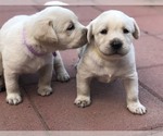 Small Photo #1 Labrador Retriever Puppy For Sale in MORENO VALLEY, CA, USA