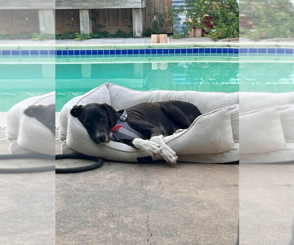 Medium Photo #2 Great Dane-Labrador Retriever Mix Puppy For Sale in Bullard, TX, USA