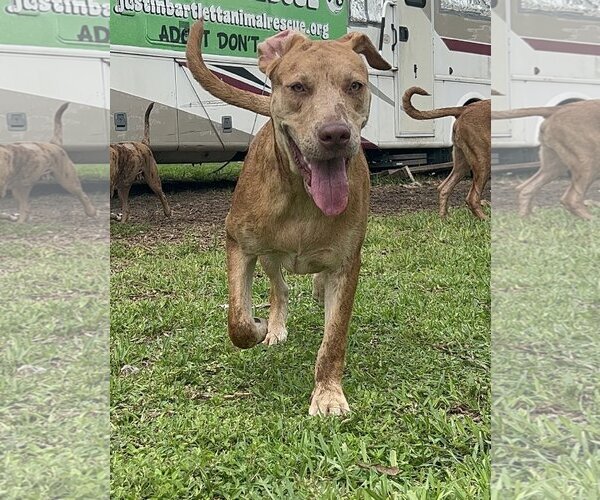 Medium Photo #1 Catahoula Leopard Dog Puppy For Sale in Royal Palm Beach, FL, USA