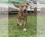 Small Photo #1 Catahoula Leopard Dog Puppy For Sale in Royal Palm Beach, FL, USA