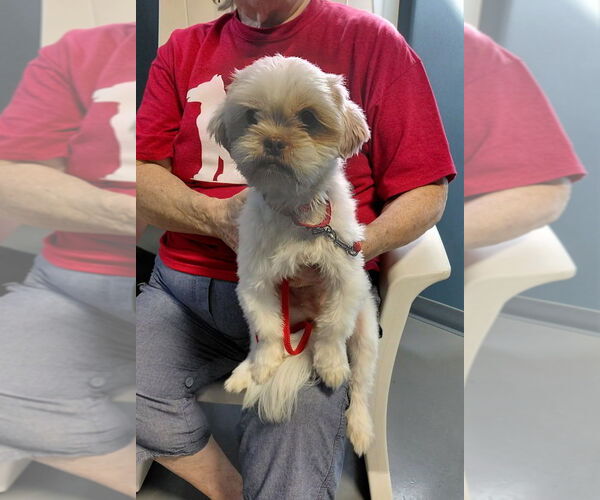 Medium Photo #4 Shih Tzu-Unknown Mix Puppy For Sale in South Bend, IN, USA