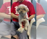 Small #3 Shih Tzu Mix