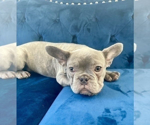 Medium Photo #11 French Bulldog Puppy For Sale in WASHINGTON, DC, USA