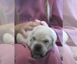 Small Photo #2 English Cream Golden Retriever Puppy For Sale in COLUMBIANA, OH, USA