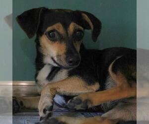 Chihuahua-Unknown Mix Dogs for adoption in San Antonio, TX, USA