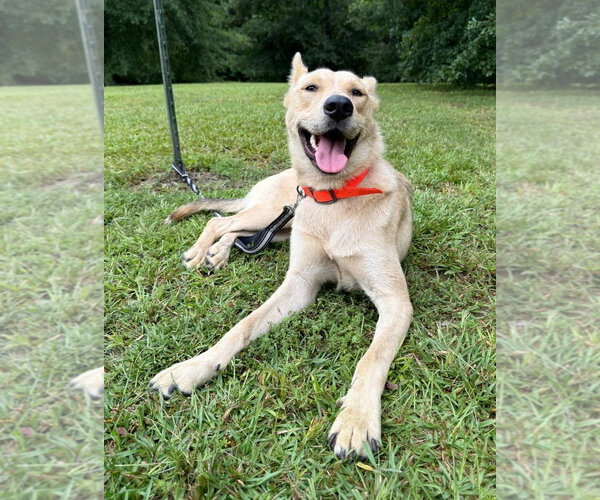 Medium Photo #3 Shepradors Puppy For Sale in Attalka, AL, USA
