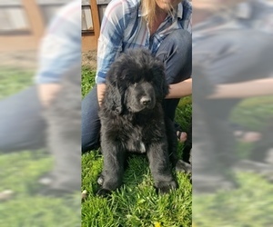 Tibetan Mastiff Puppy for sale in MCMINNVILLE, OR, USA