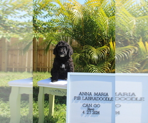Shih Tzu Puppy for sale in TAVARES, FL, USA