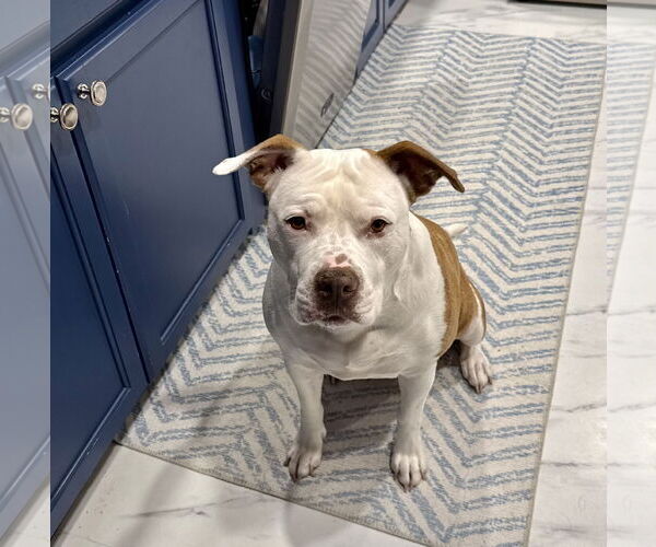 Medium Photo #5 Mutt Puppy For Sale in Mount Laurel, NJ, USA