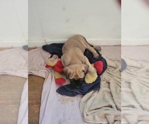 Mastiff Puppy for sale in CLIFTON, TX, USA