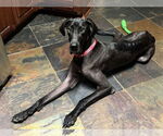 Small #1 Great Dane