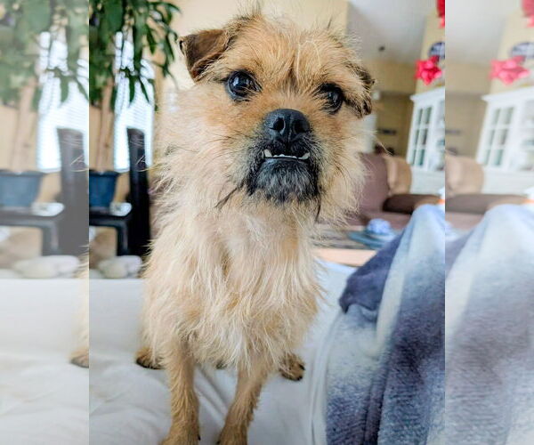 Medium Photo #6 Mutt Puppy For Sale in Corona, CA, USA