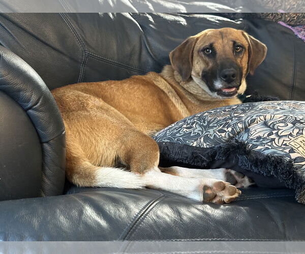 Medium Photo #1 Mutt Puppy For Sale in Holly Springs, NC, USA