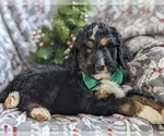 Small Photo #5 Bernedoodle-Poodle (Standard) Mix Puppy For Sale in COCHRANVILLE, PA, USA