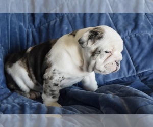 English Bulldog Puppy for sale in CHICAGO, IL, USA