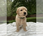 Small #12 Golden Retriever